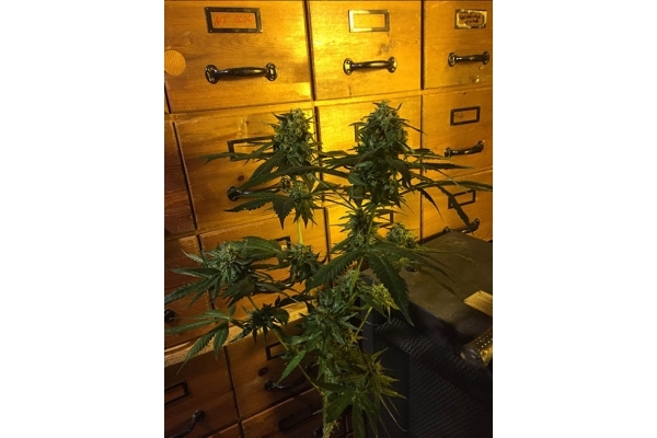 Sour Diesel (Zamnesia Seeds) nasiona marihuany feminizowane