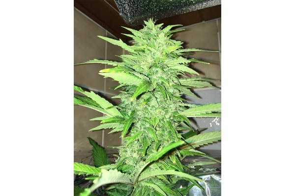 Sour Diesel (Zamnesia Seeds) nasiona marihuany feminizowane