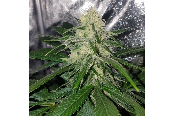 Choco Haze (Zamnesia Seeds) feminizowane