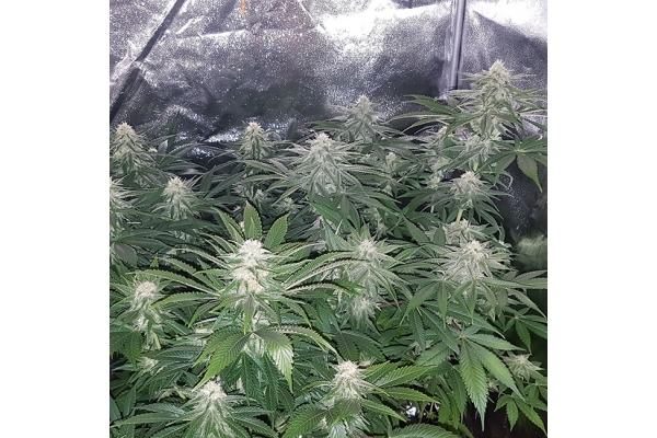 Choco Haze (Zamnesia Seeds) feminizowane