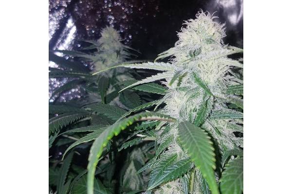 Choco Haze (Zamnesia Seeds) feminizowane