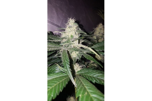 Choco Haze (Zamnesia Seeds) feminizowane