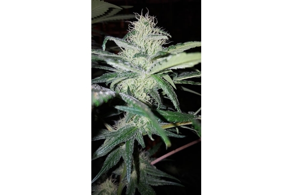 Choco Haze (Zamnesia Seeds) feminizowane