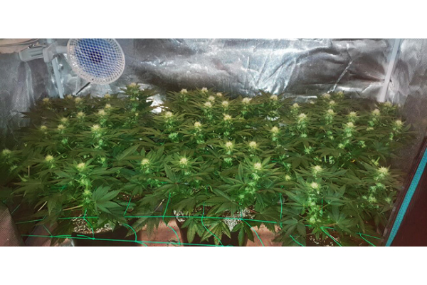Choco Haze (Zamnesia Seeds) feminizowane