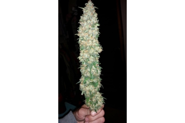 Classic Skunk (Zamnesia Seeds) feminizowane Classic Skunk (Zamnesia Seeds) feminizowane