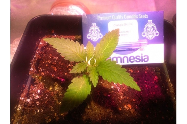 Classic Skunk (Zamnesia Seeds) feminizowane Classic Skunk (Zamnesia Seeds) feminizowane