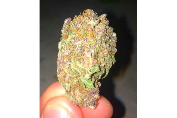 Blueberry Automat (Zamnesia Seeds) feminizowane Blueberry Automat (Zamnesia Seeds) feminizowane