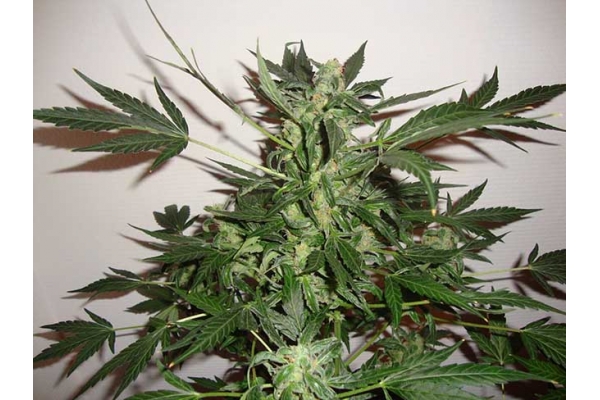 Critical Automat (Zamnesia Seeds) feminizowane
