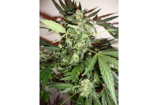 Critical Automat (Zamnesia Seeds) feminizowane
