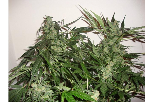 Critical Automat (Zamnesia Seeds) feminizowane