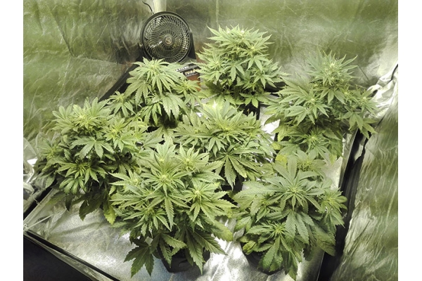 White Widow Automat (Zamnesia Seeds) feminizowane