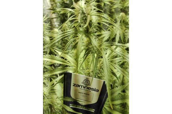 White Widow Automat (Zamnesia Seeds) feminizowane