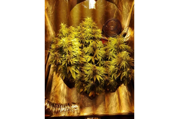 White Widow Automat (Zamnesia Seeds) feminizowane
