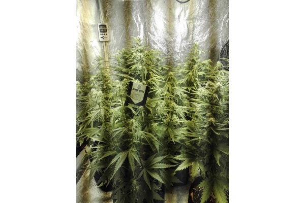 White Widow Automat (Zamnesia Seeds) feminizowane