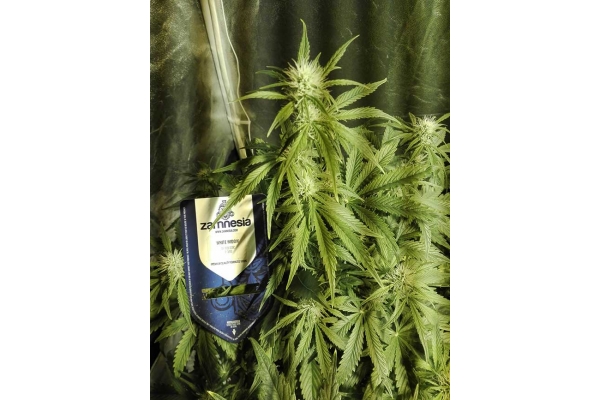 White Widow Automat (Zamnesia Seeds) feminizowane