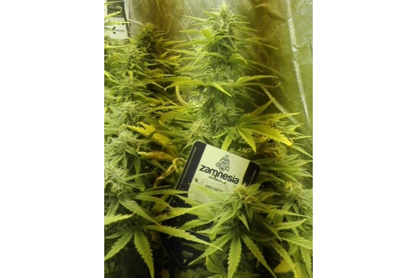 White Widow Automat (Zamnesia Seeds) feminizowane