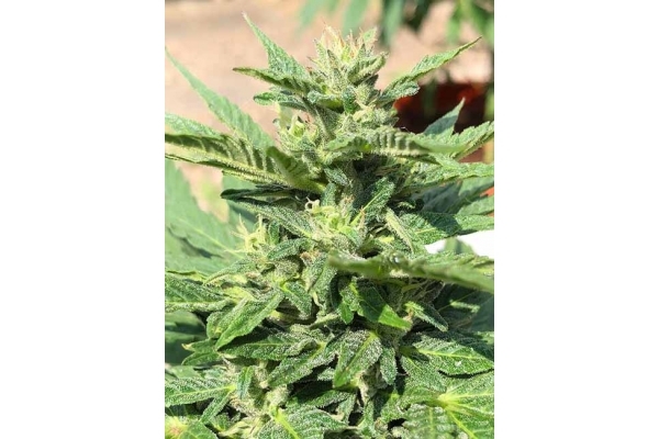 Sticky Beast Automat (Zamnesia Seeds) feminizowane
