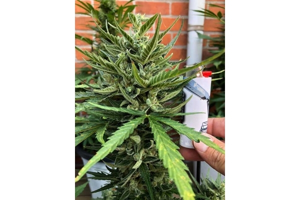 Sticky Beast Automat (Zamnesia Seeds) feminizowane