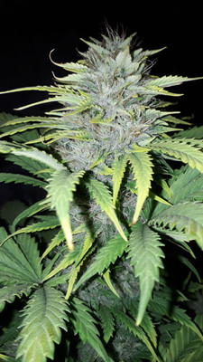 Sticky Beast Automat (Zamnesia Seeds) feminizowane
