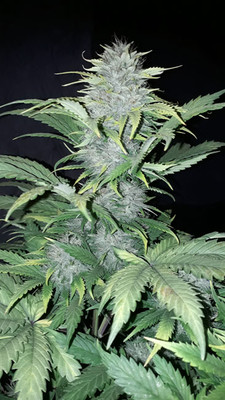 Sticky Beast Automat (Zamnesia Seeds) feminizowane