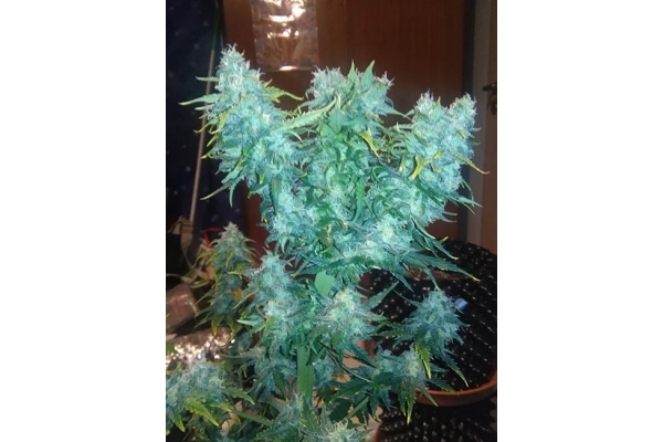 Diesel Automat (Zamnesia Seeds) feminizowane Diesel Automat (Zamnesia Seeds) feminizowane