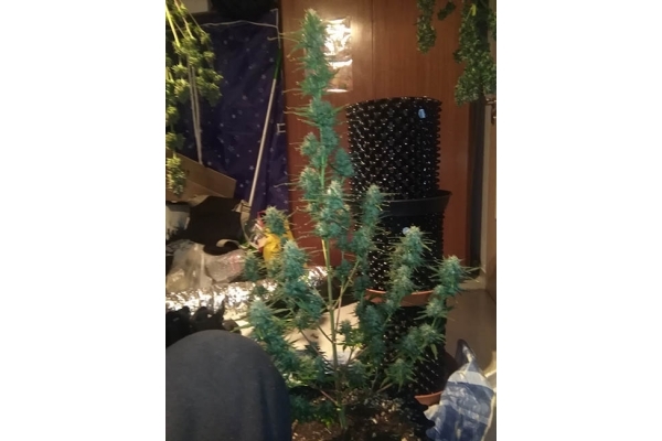 Diesel Automat (Zamnesia Seeds) feminizowane Diesel Automat (Zamnesia Seeds) feminizowane