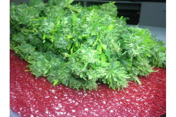 Crystal M.E.T.H. (Dr. Underground) feminizowane