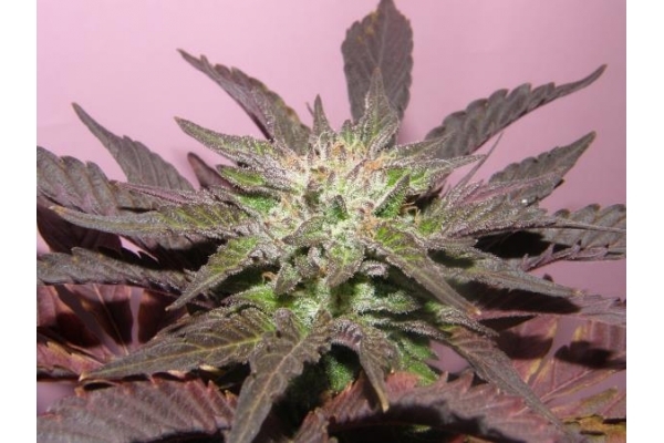 Melon Gum (Dr. Underground) feminizowane