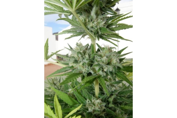 Melon Gum (Dr. Underground) feminizowane