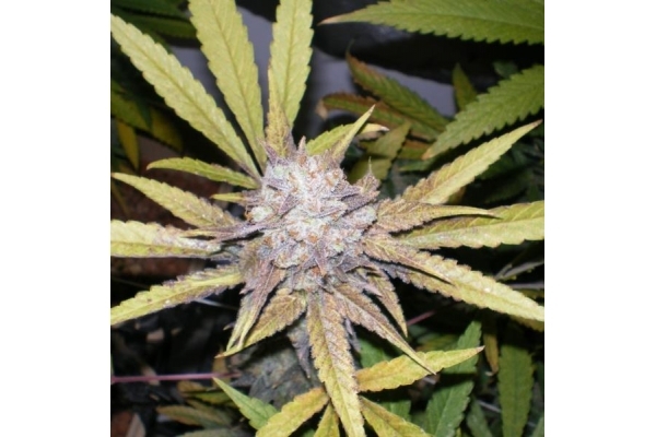 Melon Gum (Dr. Underground) feminizowane