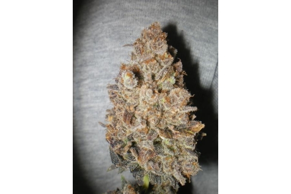 Melon Gum (Dr. Underground) feminizowane