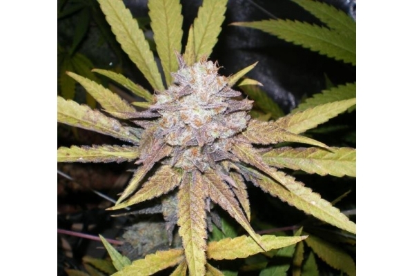 Melon Gum (Dr. Underground) feminizowane