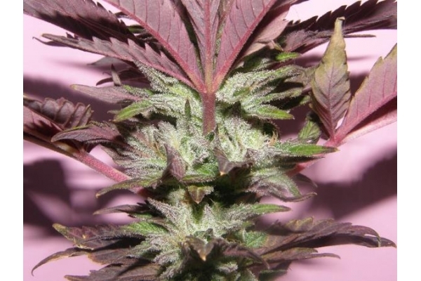 Melon Gum (Dr. Underground) feminizowane
