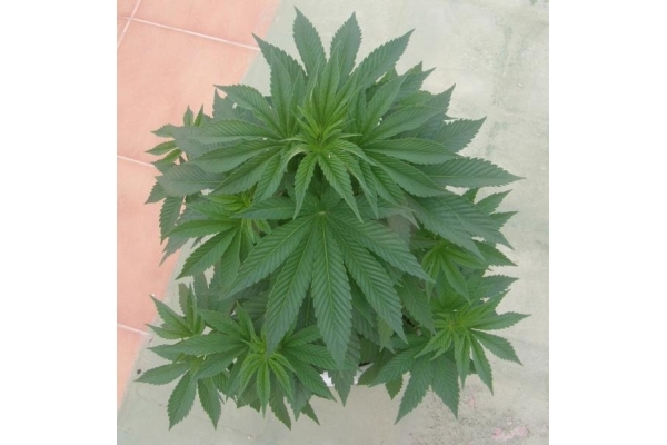 PainKiller (Dr. Underground) feminizowane