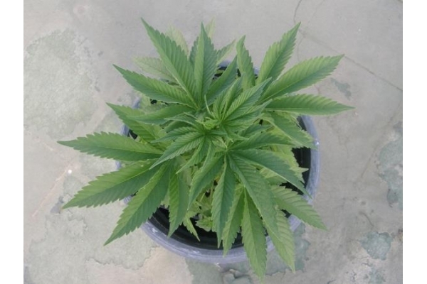 PainKiller (Dr. Underground) feminizowane