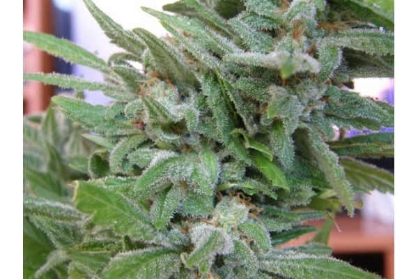 Brooklyn Mango (Dr. Underground) feminizowane