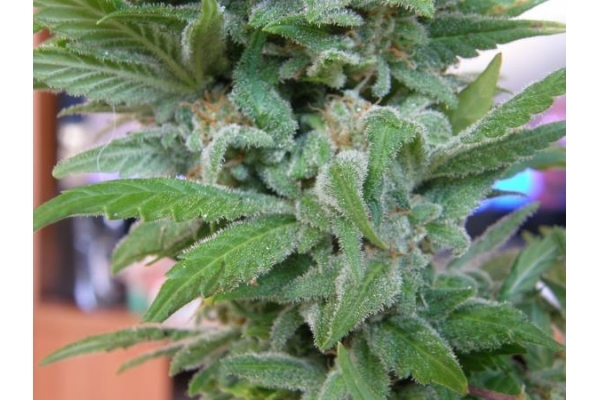 Brooklyn Mango (Dr. Underground) feminizowane