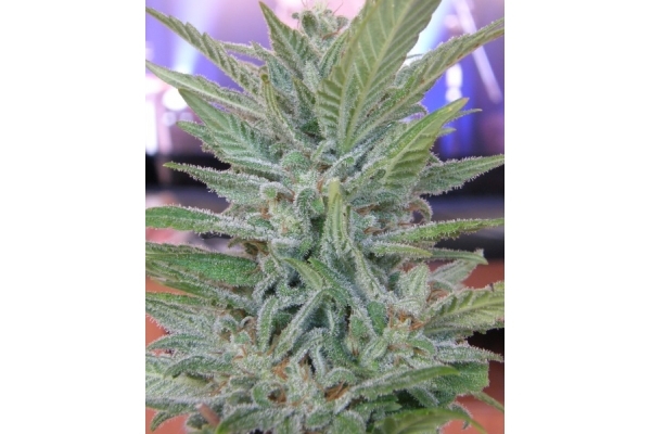 Brooklyn Mango (Dr. Underground) feminizowane