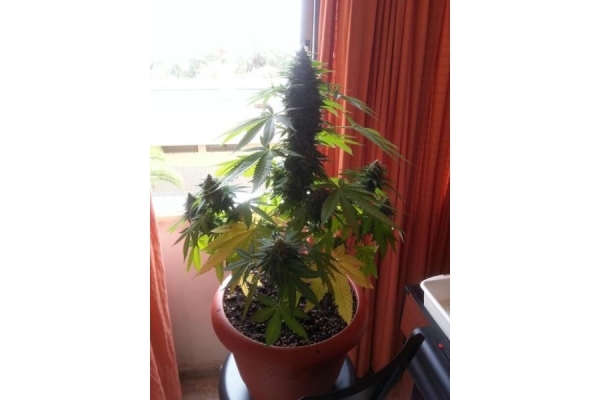 Auto Melon Gum (Dr. Underground) feminizowane