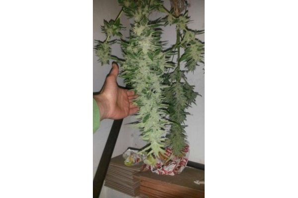 Auto Melon Gum (Dr. Underground) feminizowane