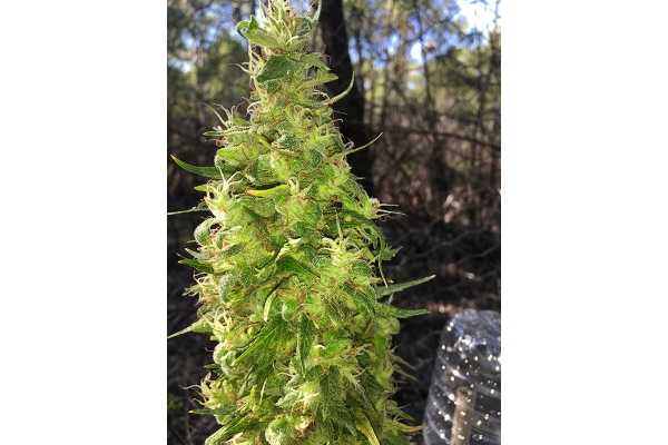 OG Kush (Silent Seeds) feminizowane OG Kush (Silent Seeds) feminizowane