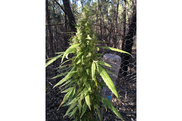 OG Kush (Silent Seeds) feminizowane OG Kush (Silent Seeds) feminizowane