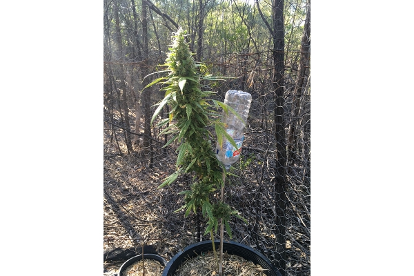 OG Kush (Silent Seeds) feminizowane OG Kush (Silent Seeds) feminizowane