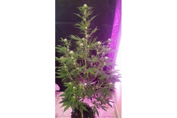OG Kush (Silent Seeds) feminizowane OG Kush (Silent Seeds) feminizowane
