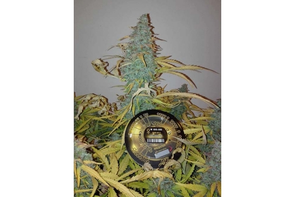 King's Kush Automat (Greenhouse Seeds) feminizowane