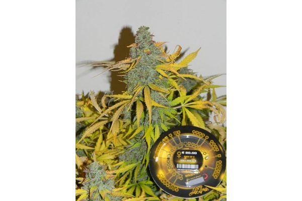 King's Kush Automat (Greenhouse Seeds) feminizowane