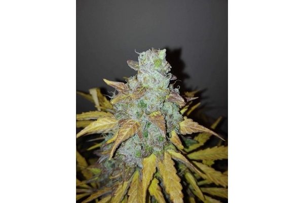 King's Kush Automat (Greenhouse Seeds) feminizowane