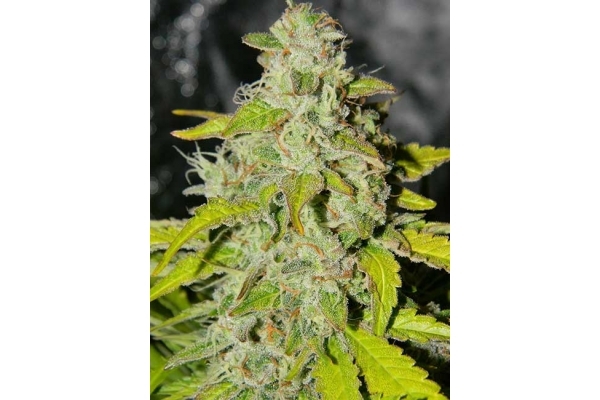 King's Kush Automat (Greenhouse Seeds) feminizowane