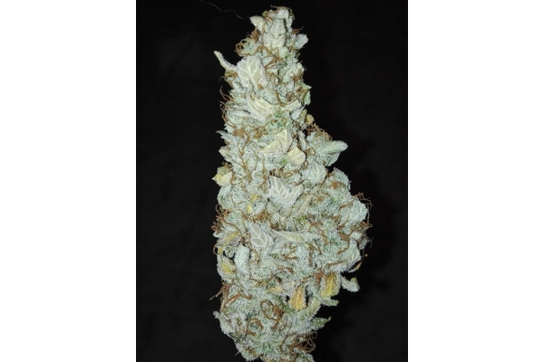 King's Kush Automat (Greenhouse Seeds) feminizowane