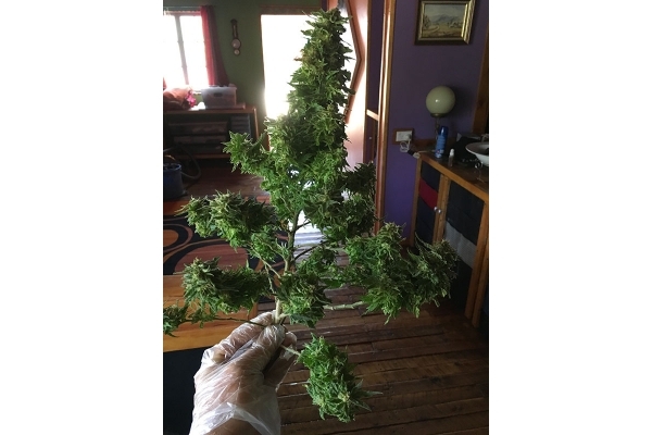 Black Dream (Eva Seeds) feminizowane